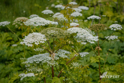 &laquo;Ахыргы чик &ndash; җир кишәрлеген алу&raquo;: Бакчадагы нинди үләннәр өчен штраф салырга мөмкиннәр
