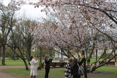 Гид из Токио рассказала, как насладиться сакурой в Японии без давки и очередей