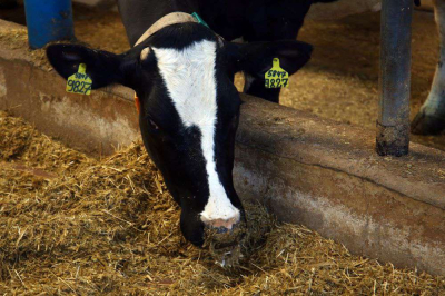 Фальшивые ветсправки выдавали в Костанайской области