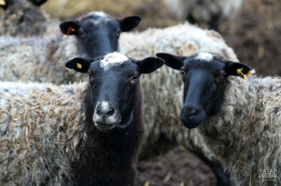 Управление ветеринарии назвало условия ввоза и забоя скота на Курбан-байрам в Татарстане