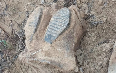 На берегу степной реки нашли останки мамонта