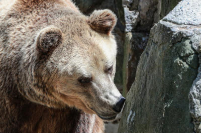 В районе Малышева Лога в Кузбассе заметили диких медведей