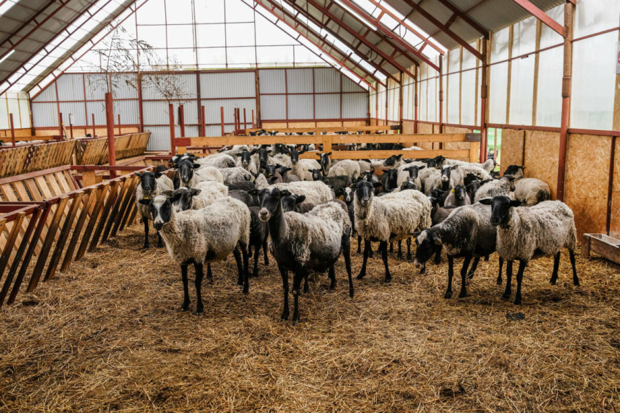 Мотыгуллин: Чтобы не завозили животных, районам поручено продавать телят ниже рынка