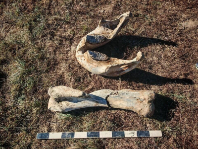 Кости мамонта обнаружили в Акмолинской области   