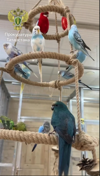 Прокуратура выявила нарушения на выставке попугаев в Челнах