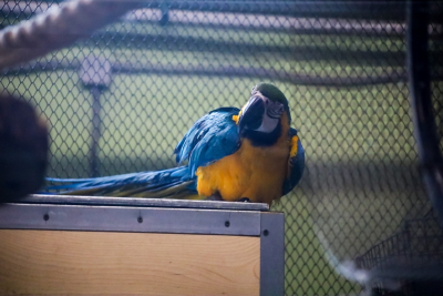 Газовое нападение на зоопарк в Ленобласти: погибли десятки попугаев, пострадали люди