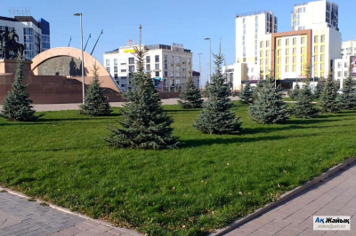 Атырау делает ставку на хвойные. Приживутся ли?