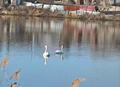 Зимовка позади: в Челны прилетели лебеди