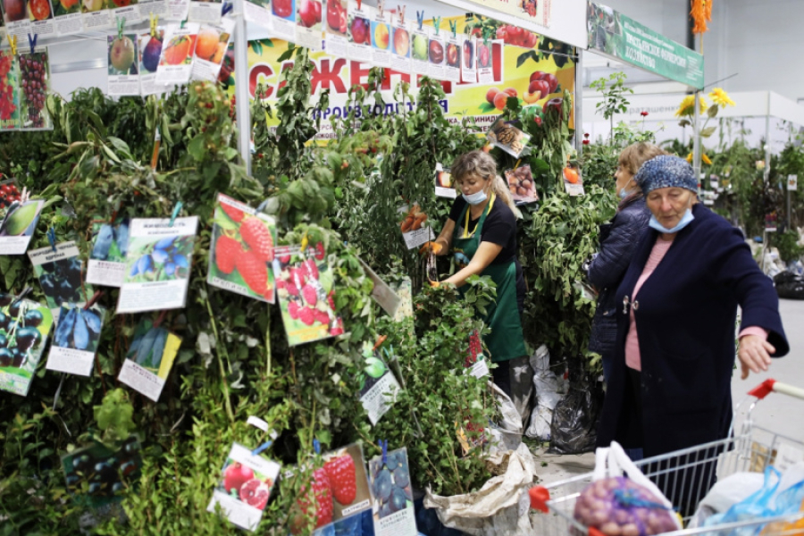 Как выбрать рассаду в садовом центре: 5 признаков качественных растений