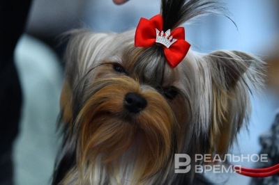 В поселках Казани 2 и 3 мая пройдет бесплатная вакцинация животных