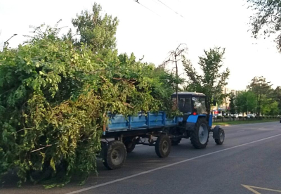 Общественность возмущена обрезкой здоровых зеленых веток деревьев в Алматы  