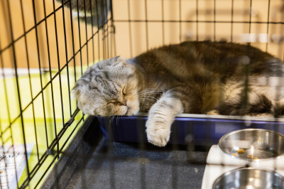 На фестивале WOOF в Казани дом обрели рекордное число питомцев