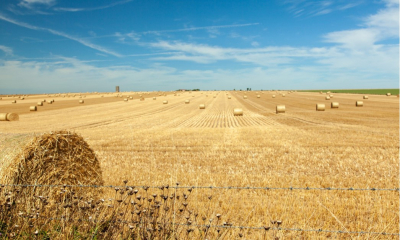 Пшеница убрана с 12 млн гектаров — Казахстан подводит итоги урожайного года