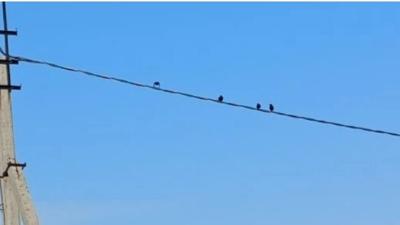 Вслед за грачами в Татарстан прилетели лесные голуби, жаворонки и скворцы