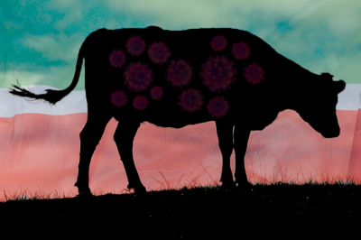 В&nbsp;Татарстане пресекли незаконный ввоз коров из&nbsp;Удмуртии